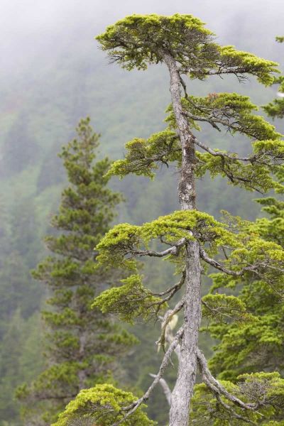 Alaska, Glacier Bay NP Hemlock tree in forest